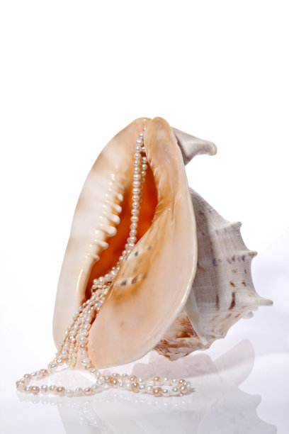贝壳和珍珠图片下载