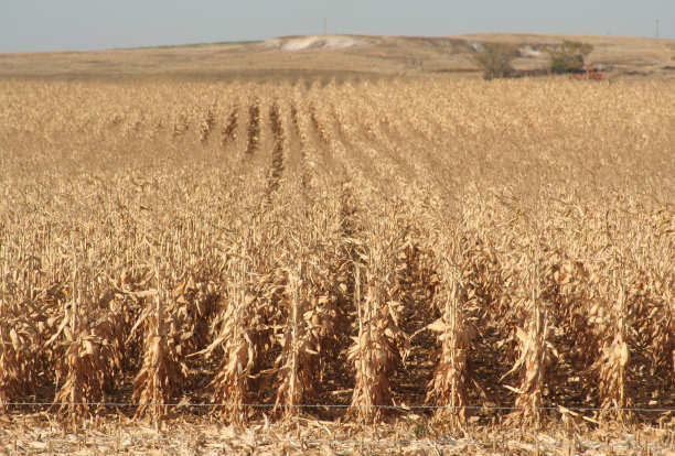 北达科塔州的玉米图片下载