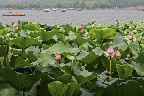西湖上的荷花百合图片下载