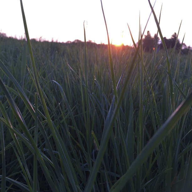 农田和草地上的日出图片下载