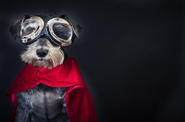 超级狗狗图片下载