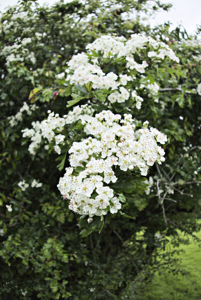 5月开花图片下载