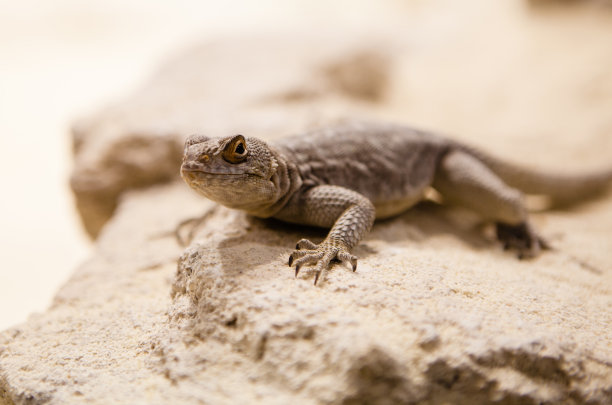 非洲的蜥蜴图片下载