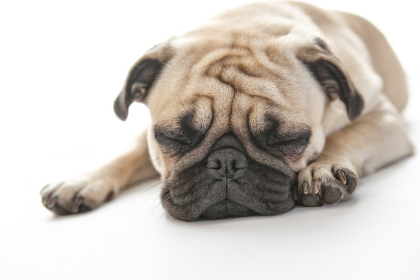 Puk Pukster正在打盹的哈巴狗图片下载