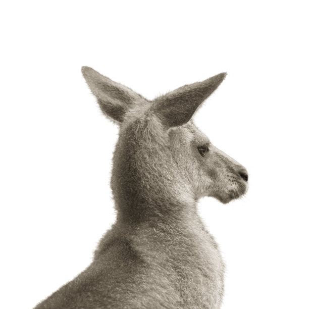 灰色袋鼠图片下载