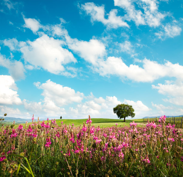 花海图片素材专题