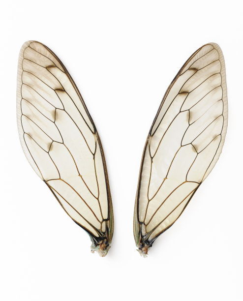 完美的一对蝉的翅膀在白色的背景孤立的镜头图片下载