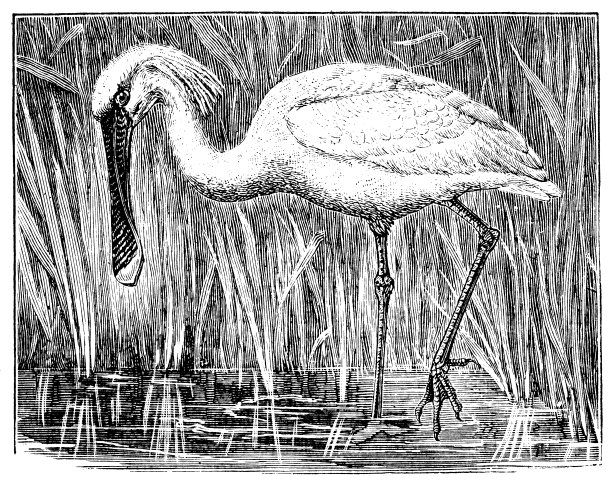 古色古香的琵鹭(Platalea leucorodia)图片下载