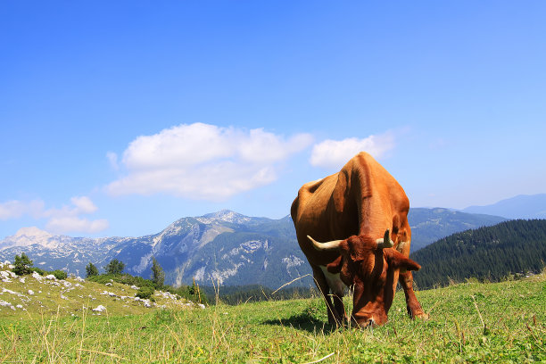 牛在山上放牧图片下载