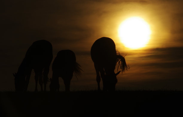 在夕阳下吃草的马图片下载
