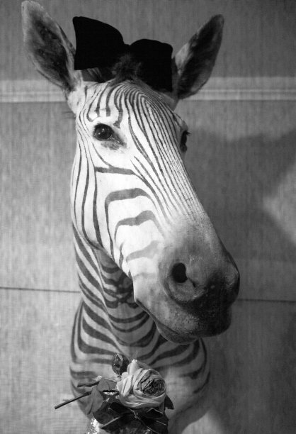 女性黑白相间的漂亮斑马头戴蝴蝶结图片下载