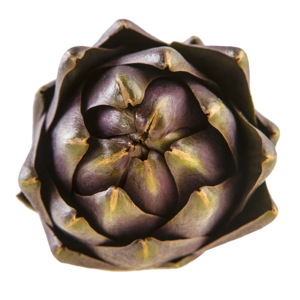 白底洋蓟图片下载