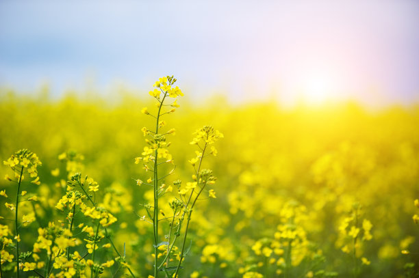 油菜花图片素材ID：143574868