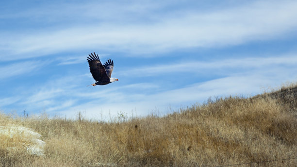 在飞行中图片下载