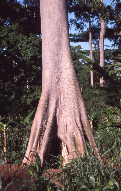 特写大的残木棉雨林树与香蕉和玉米在加纳中部非洲的农田图片下载