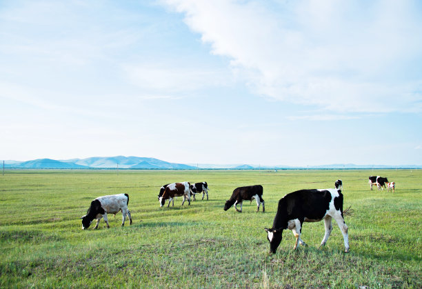 奶牛在绿色的田野上图片下载