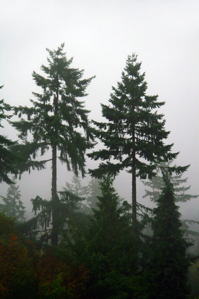 古老的森林图片下载