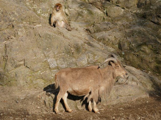 猕猴和山羊图片下载