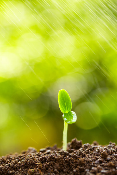 春芽生长在绿色的自然背景下图片下载