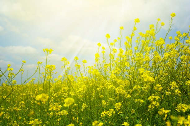 美丽的花野图片下载