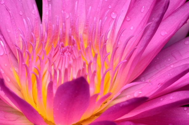 粉红色的荷花。图片下载