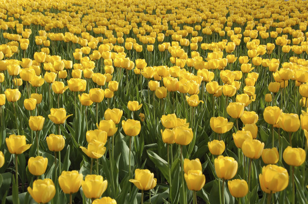 黄色郁金香;加拿大安大略省渥太华图片下载