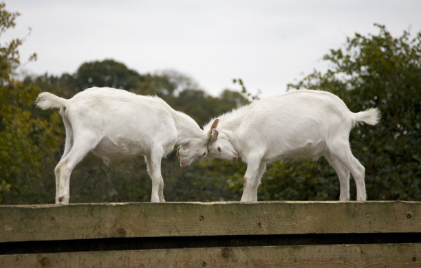 战斗的山羊图片下载