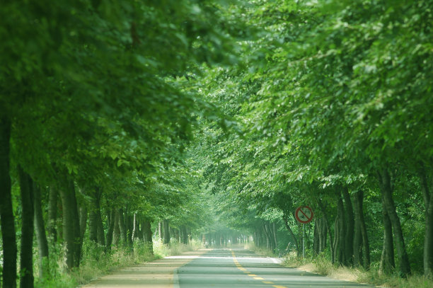 森林之路图片下载