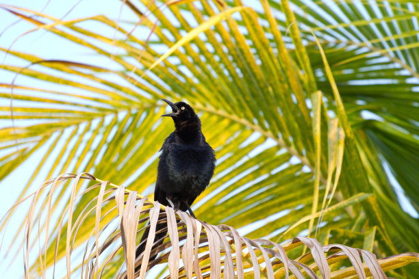 闪亮的燕八哥图片下载