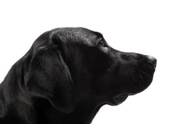 狗肖像图片下载