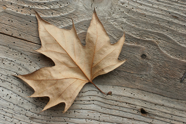 干叶图片下载