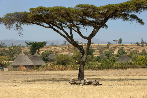 金合欢树和埃塞俄比亚传统小屋图片下载