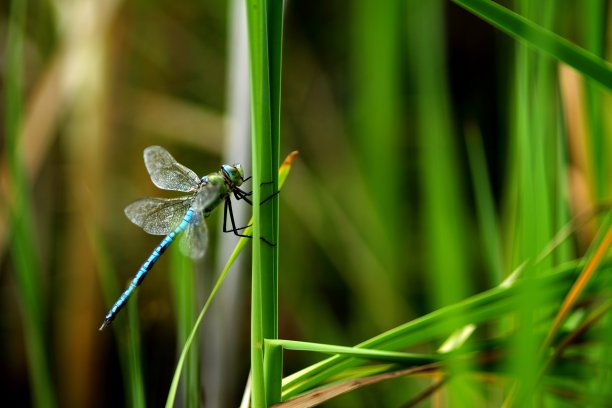 蓝色的蜻蜓图片下载