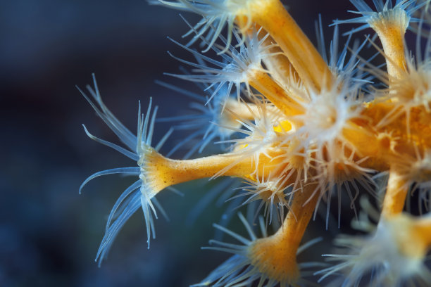 海洋生物图片下载