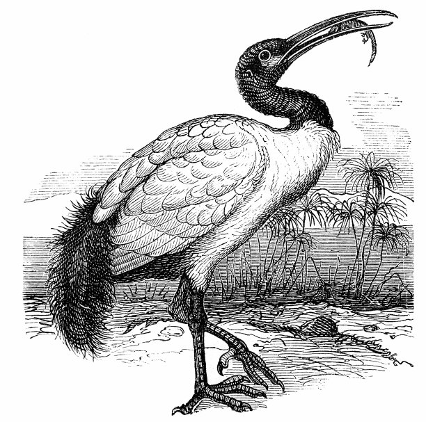 非洲圣鹮(Threskiornis aethopicus)图片下载