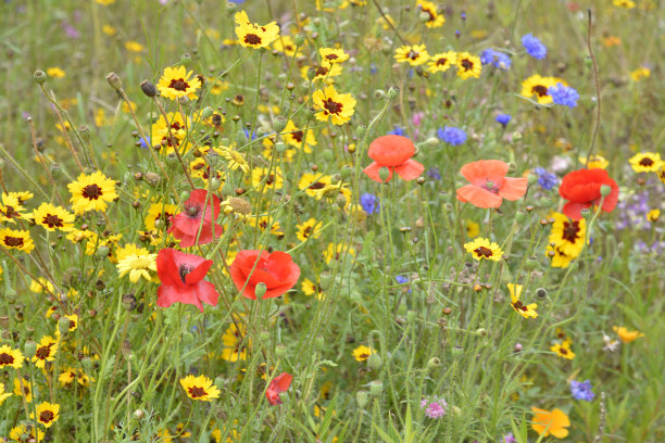 野花花园。图片下载