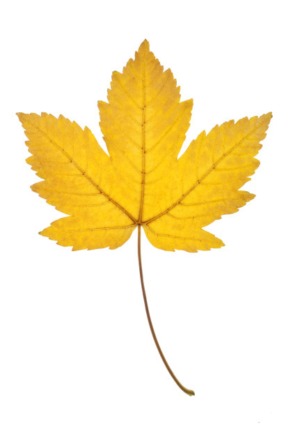 秋天的叶子图片下载