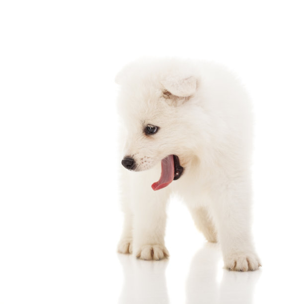 可爱的萨莫耶德人的小狗图片下载