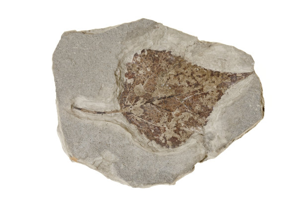 白色背景上的叶子化石图片下载