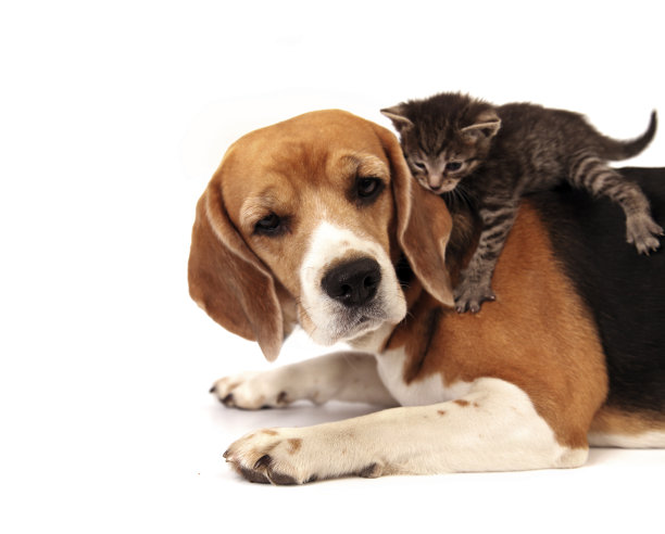 一只灰色条纹的小猫躺在一只狗的背上图片下载