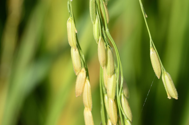 大米谷物图片下载