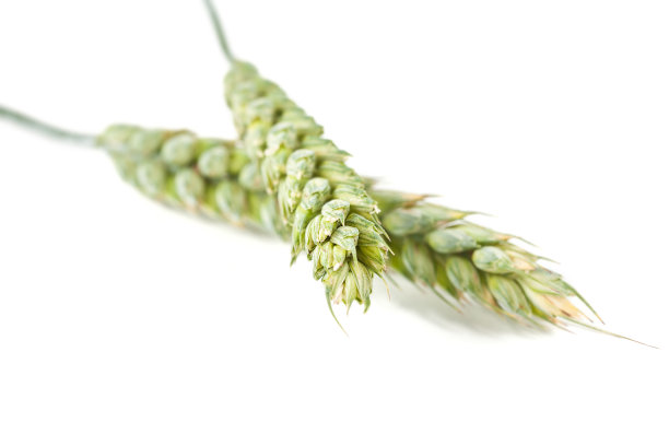 年轻的绿色小麦图片下载