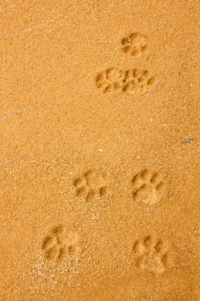 两只豹在沙地上相遇的痕迹。图片下载