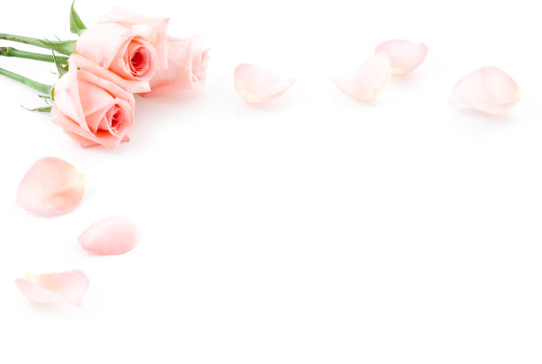 玫瑰和花瓣图片下载