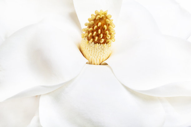 木兰花朵特写图片下载