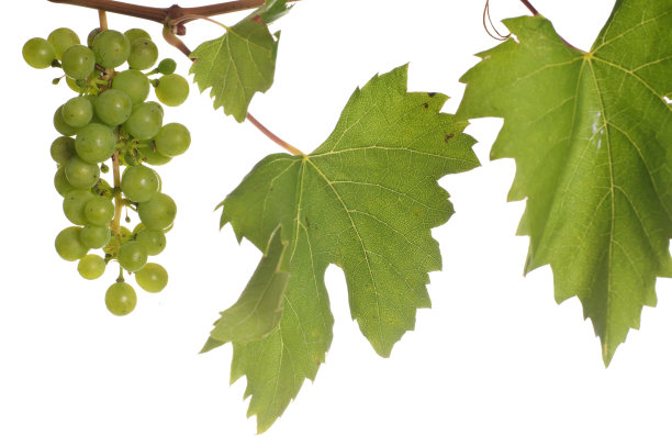 孤立的酒图片下载