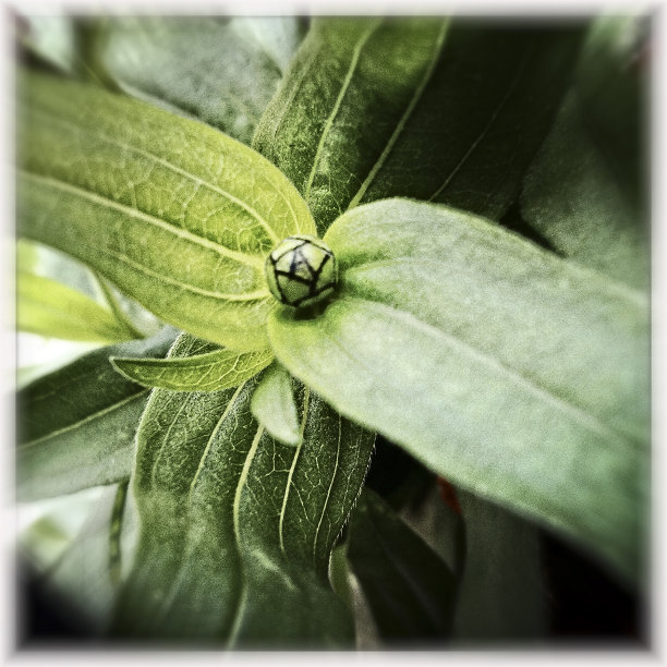 植物芽图片下载