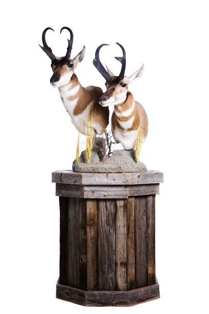 羚羊坐骑图片下载