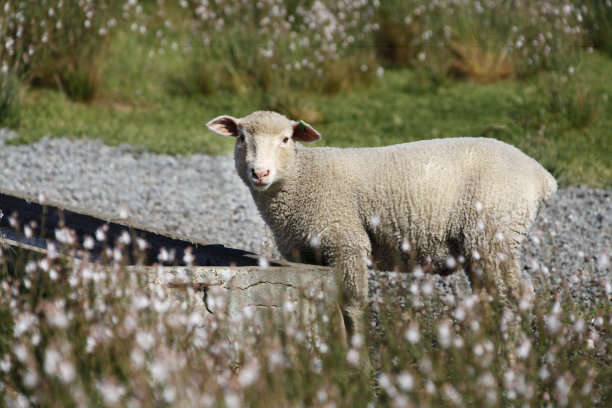 成熟的羔羊图片下载