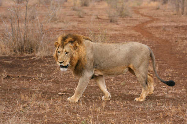 成熟的雄性金色鬃毛狮子走到相机旁边图片下载